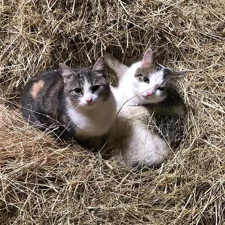 Apartman Schoene Zeit Auf Dem Libellenhof *