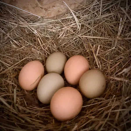 Schoene Zeit Auf Dem Libellenhof *