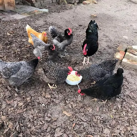Schoene Zeit Auf Dem Libellenhof *