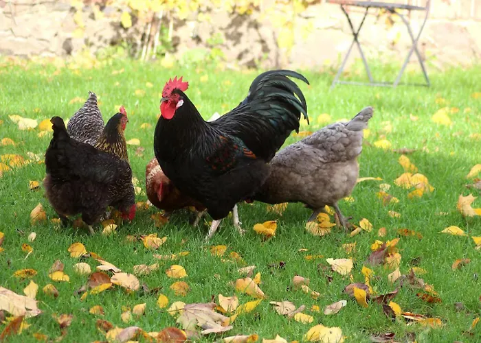 Schoene Zeit Auf Dem Libellenhof