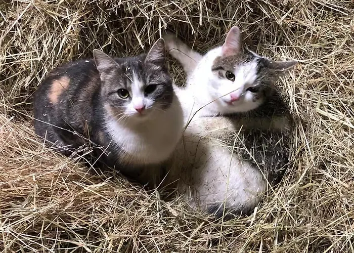 Apartman Schoene Zeit Auf Dem Libellenhof *