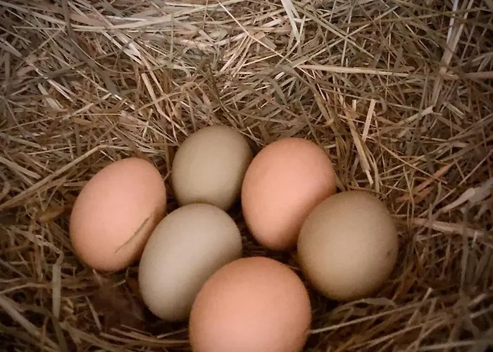 Schoene Zeit Auf Dem Libellenhof *