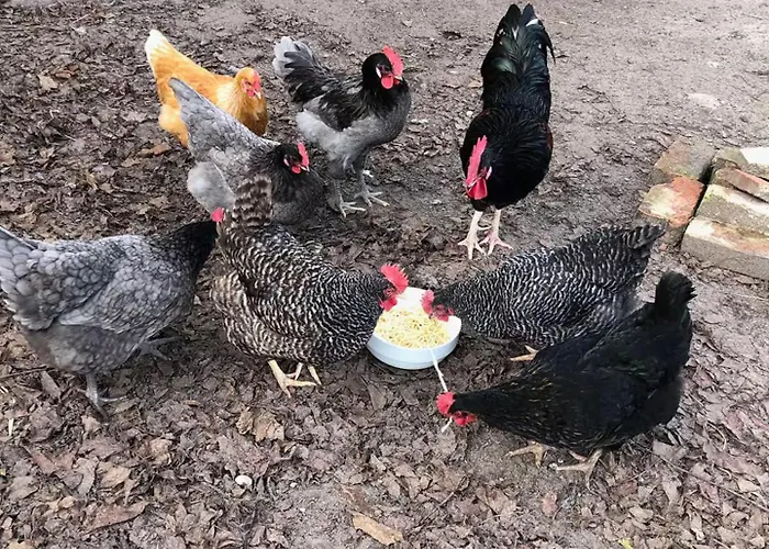 Schoene Zeit Auf Dem Libellenhof *